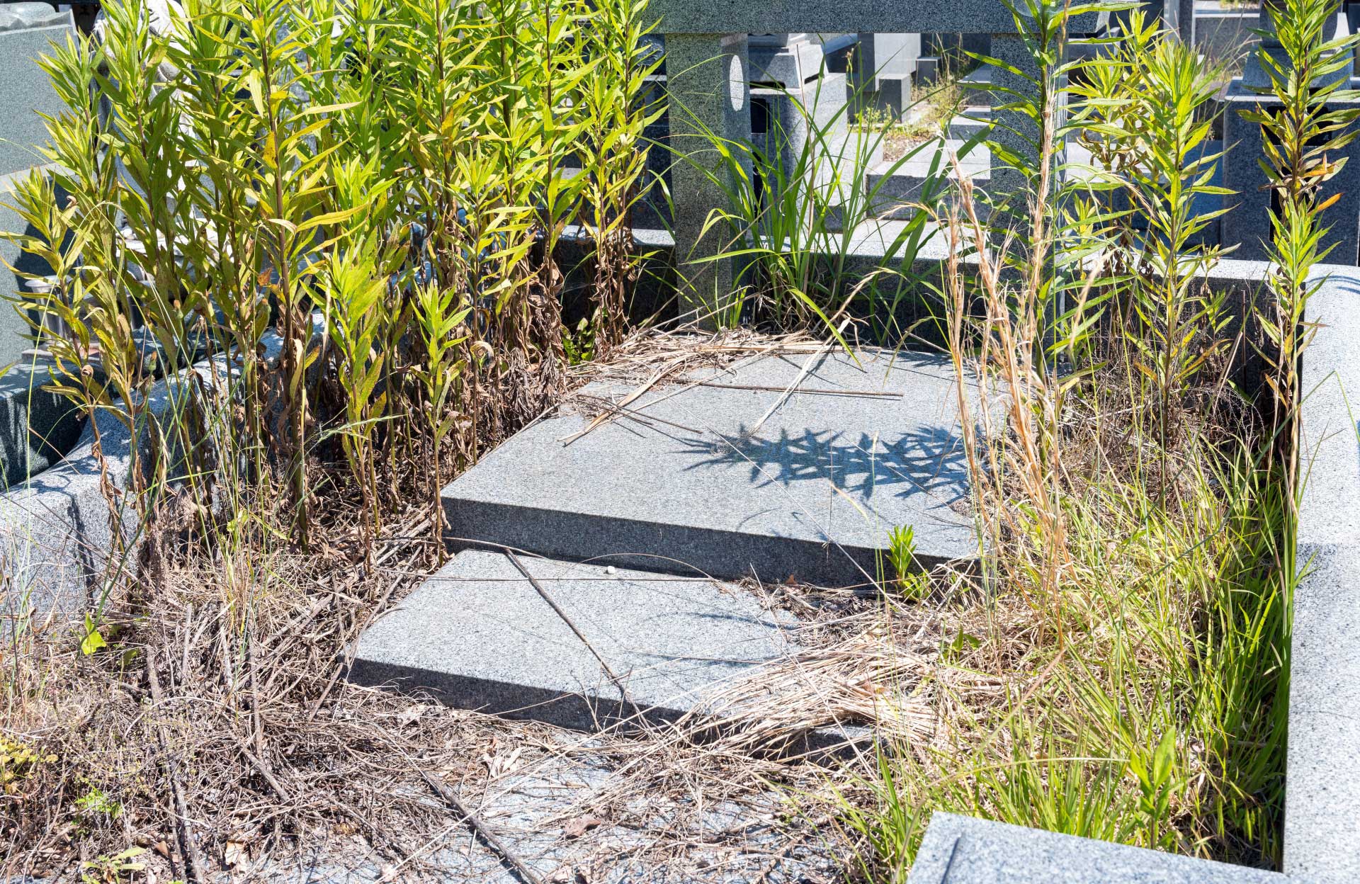 管理できないお墓